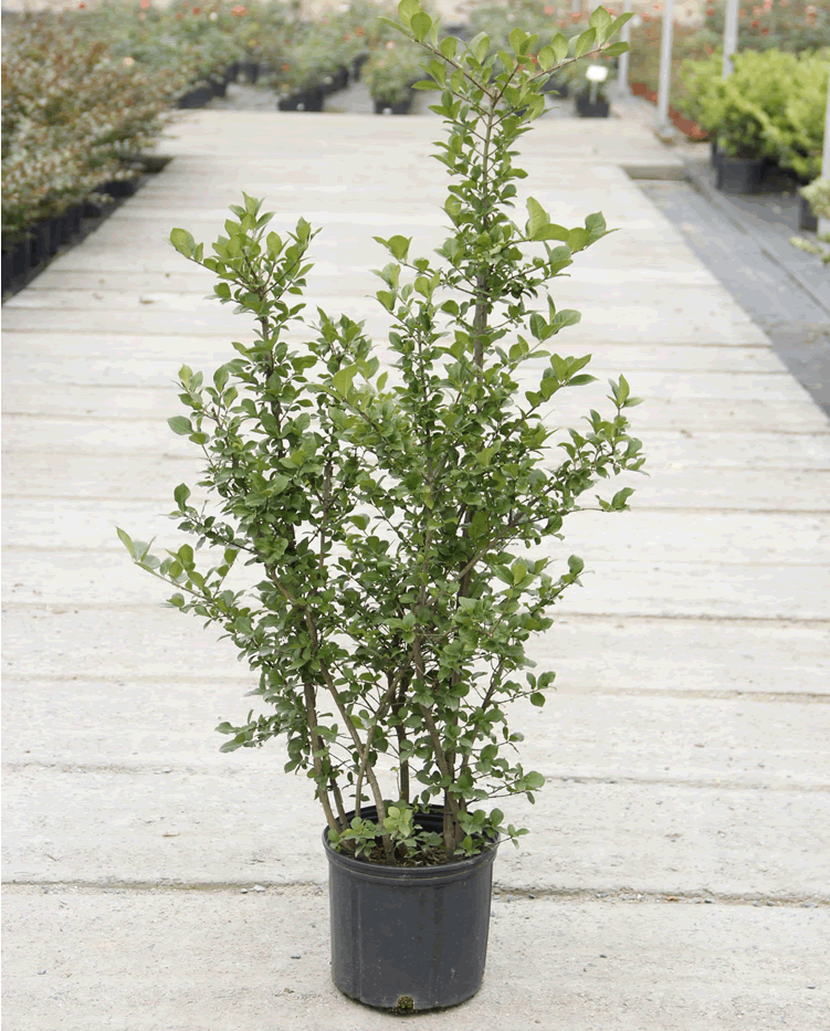 电竞比赛押注app