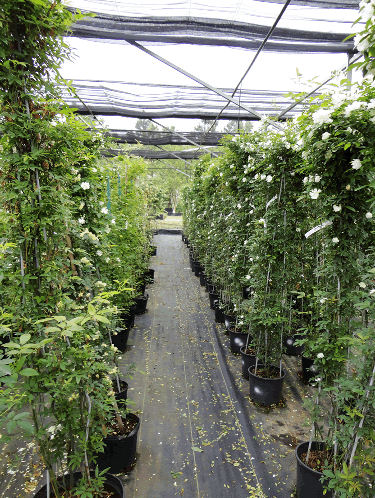 电竞比赛押注app