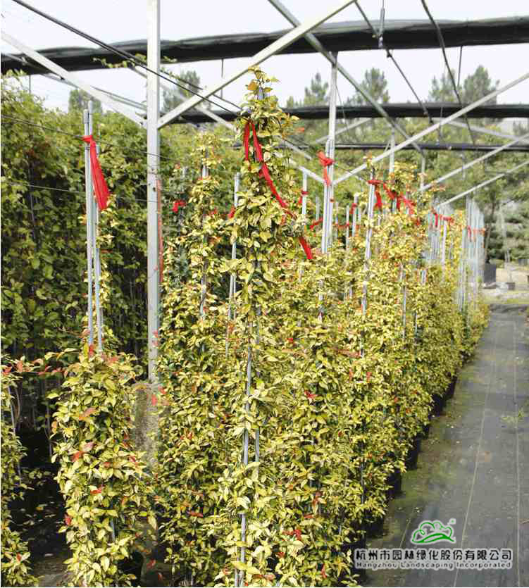 电竞比赛押注app