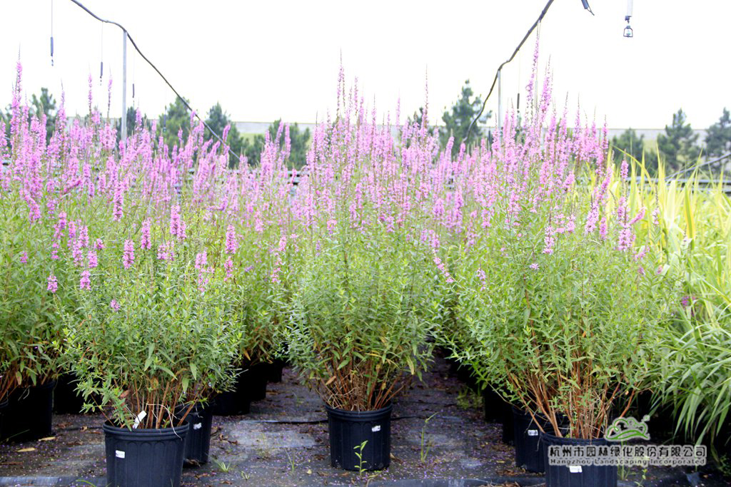 电竞比赛押注app