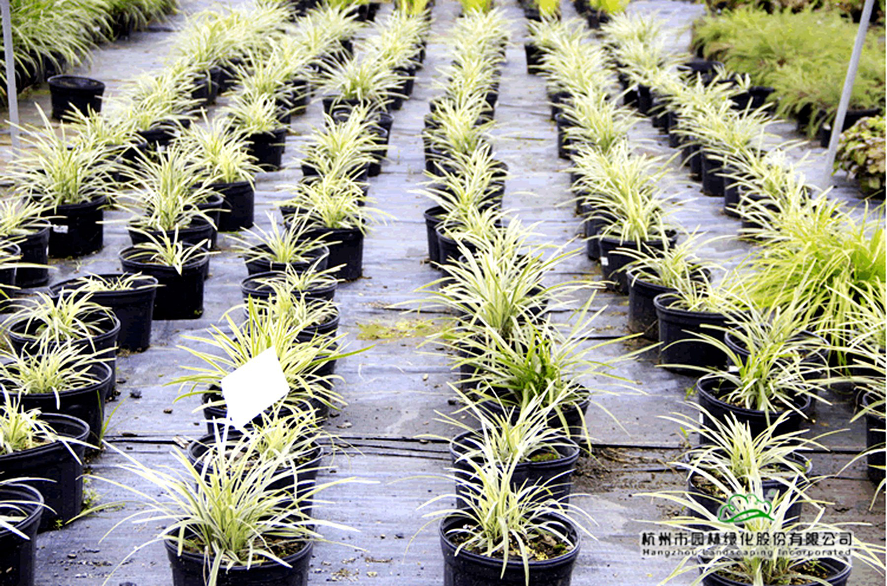 电竞比赛押注app