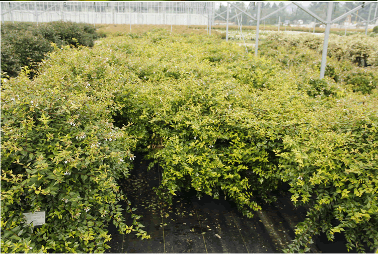 电竞比赛押注app