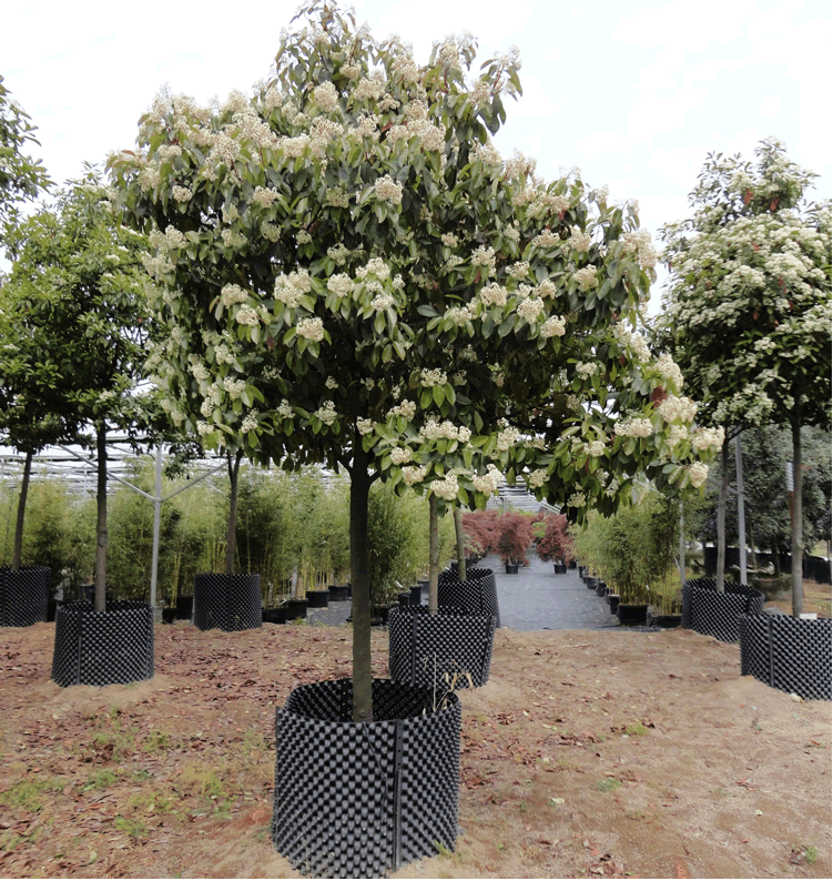 电竞比赛押注app