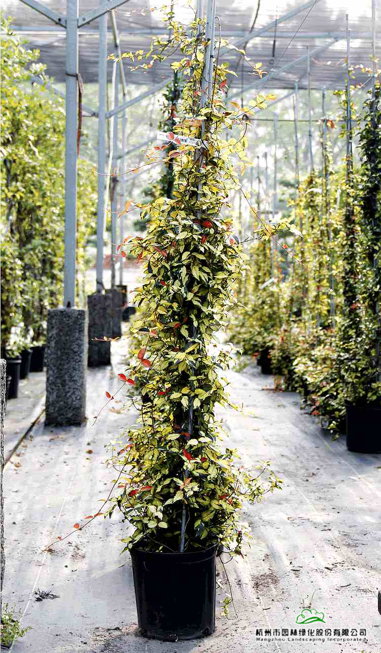 电竞比赛押注app