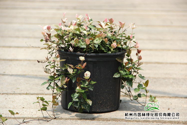 电竞比赛押注app