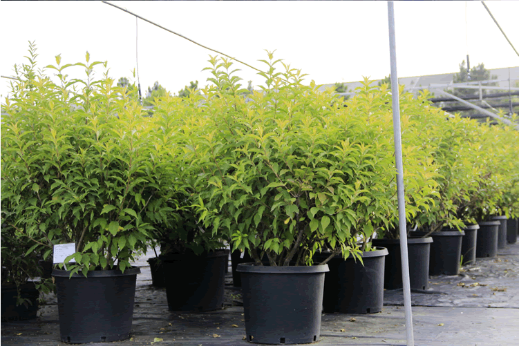 电竞比赛押注app