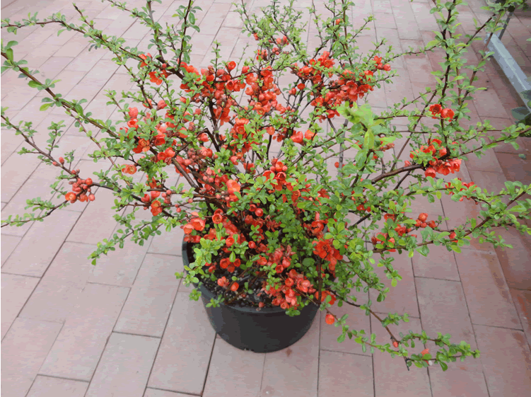 电竞比赛押注app