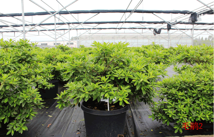 电竞比赛押注app