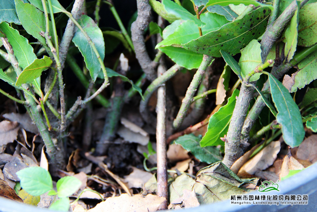 电竞比赛押注app