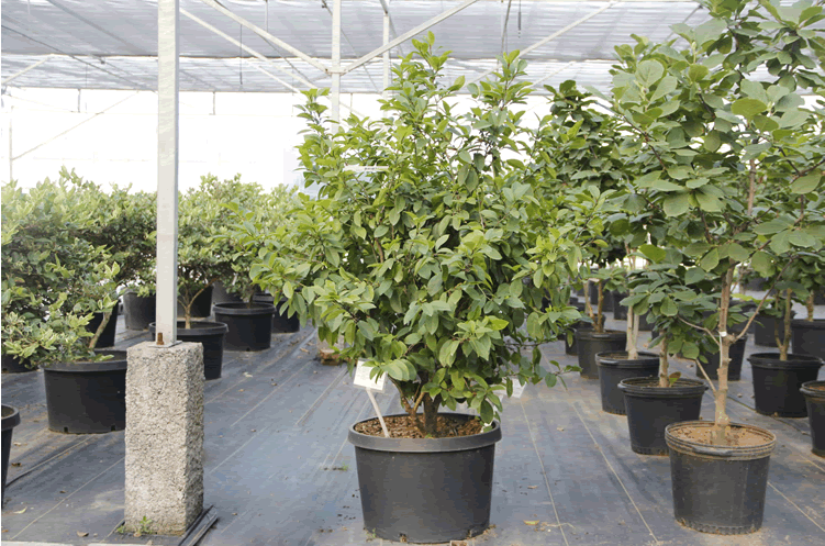 电竞比赛押注app