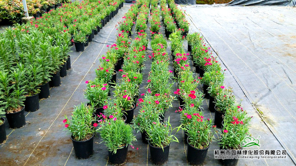 电竞比赛押注app