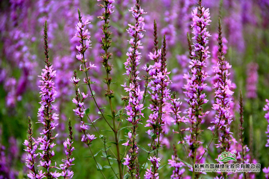 电竞比赛押注app