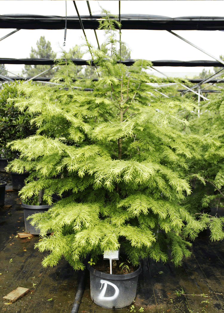 电竞比赛押注app