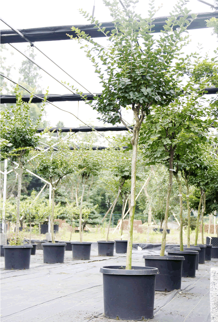 电竞比赛押注app