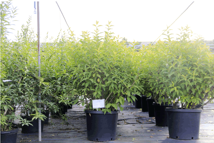 电竞比赛押注app