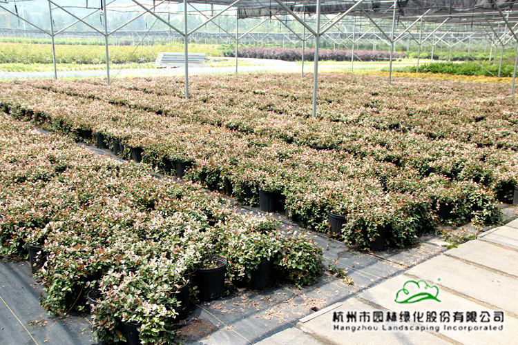 电竞比赛押注app