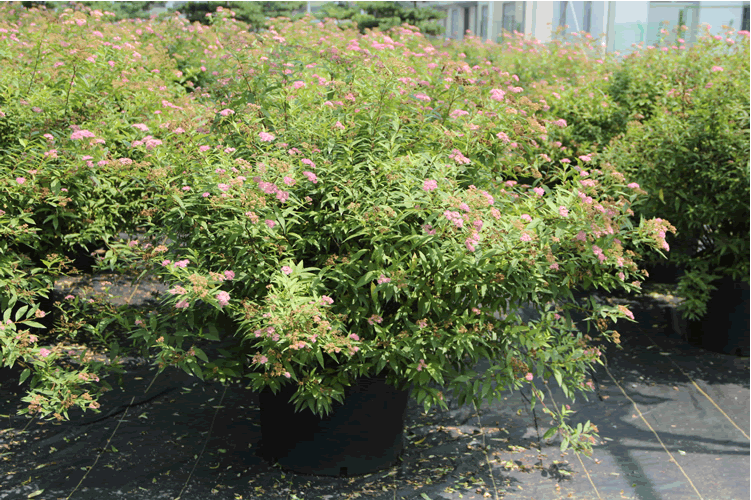 电竞比赛押注app