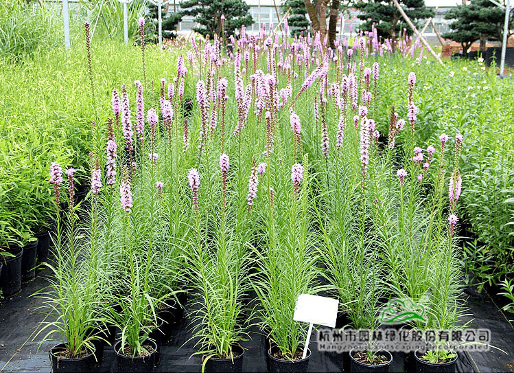 电竞比赛押注app