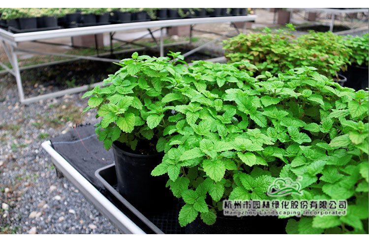 电竞比赛押注app