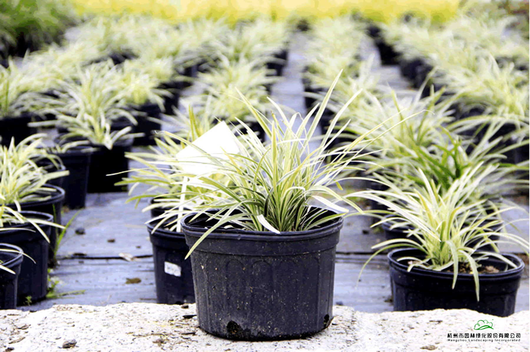 电竞比赛押注app