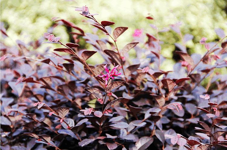 电竞比赛押注app