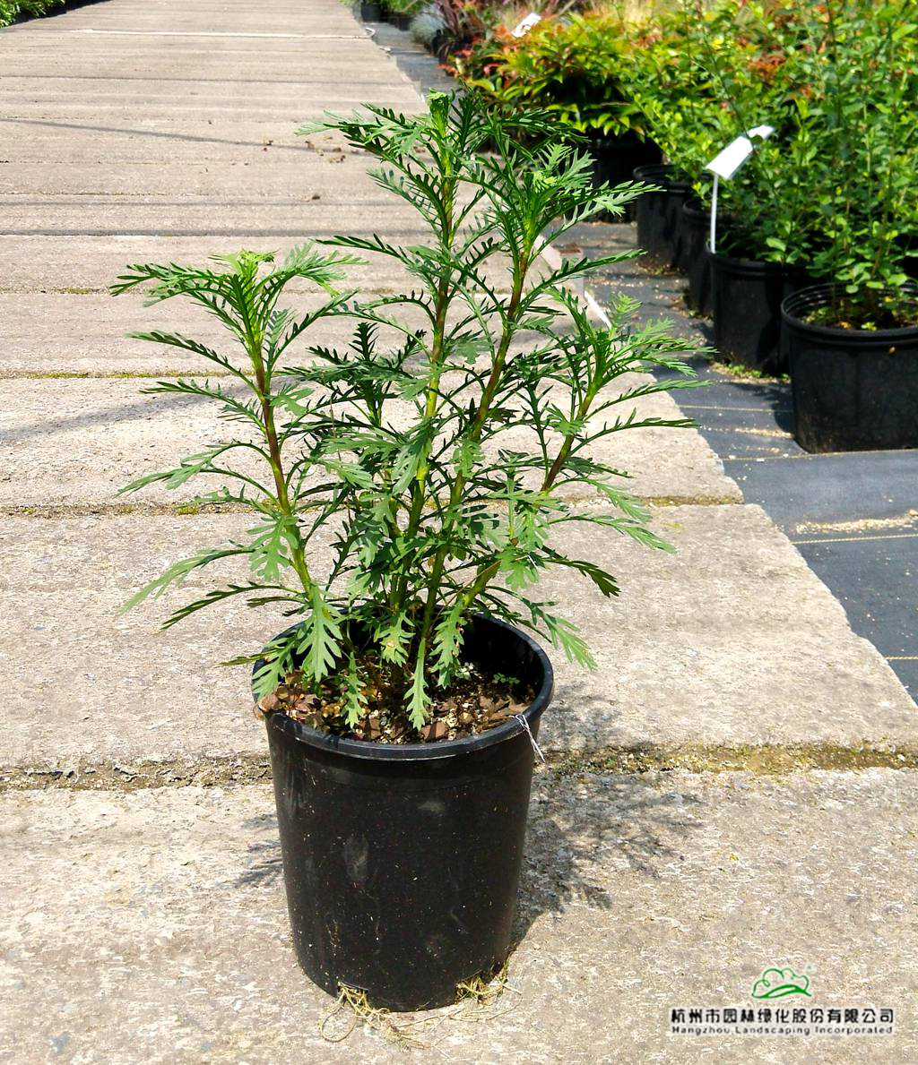 电竞比赛押注app