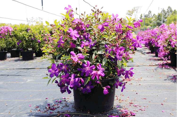 电竞比赛押注app