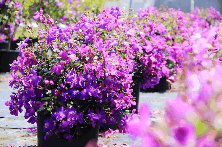 电竞比赛押注app