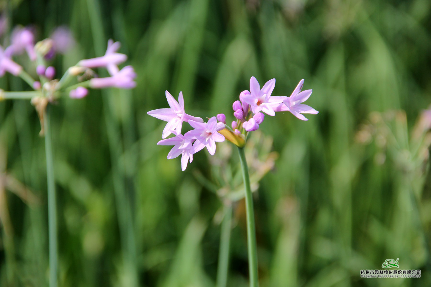 电竞比赛押注app