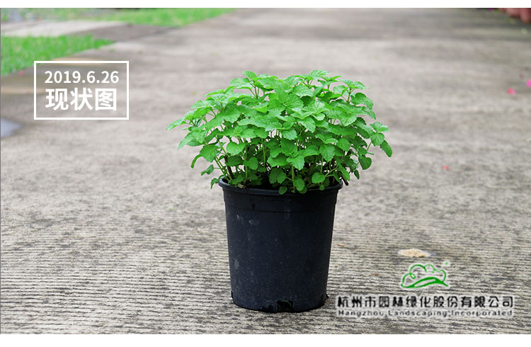 电竞比赛押注app