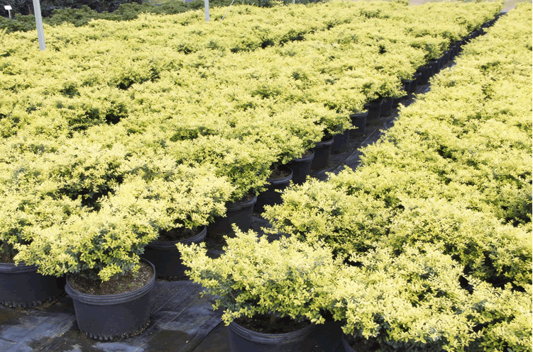 电竞比赛押注app