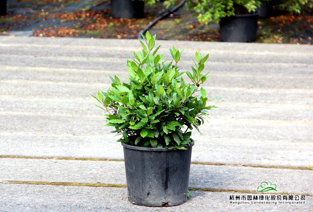 电竞比赛押注app