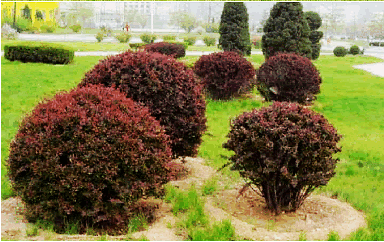 电竞比赛押注app