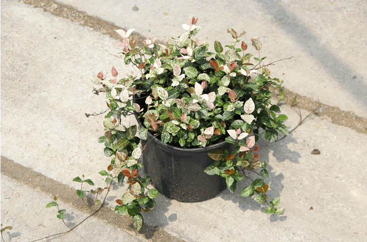 电竞比赛押注app