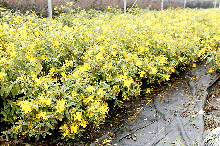 电竞比赛押注app