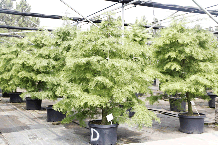 电竞比赛押注app