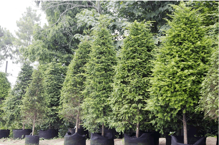 电竞比赛押注app