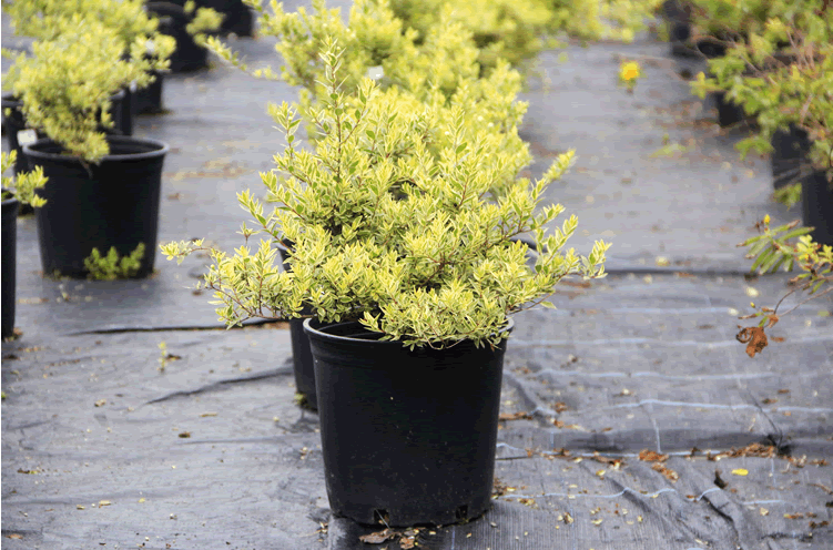 电竞比赛押注app