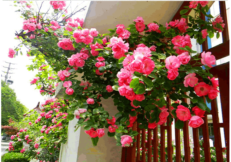 电竞比赛押注app