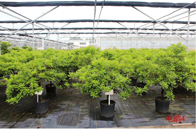 电竞比赛押注app