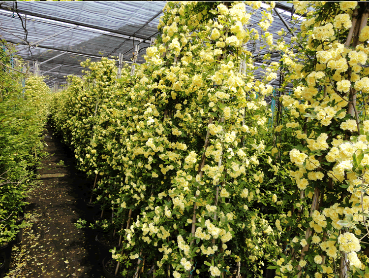 电竞比赛押注app