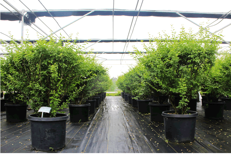 电竞比赛押注app