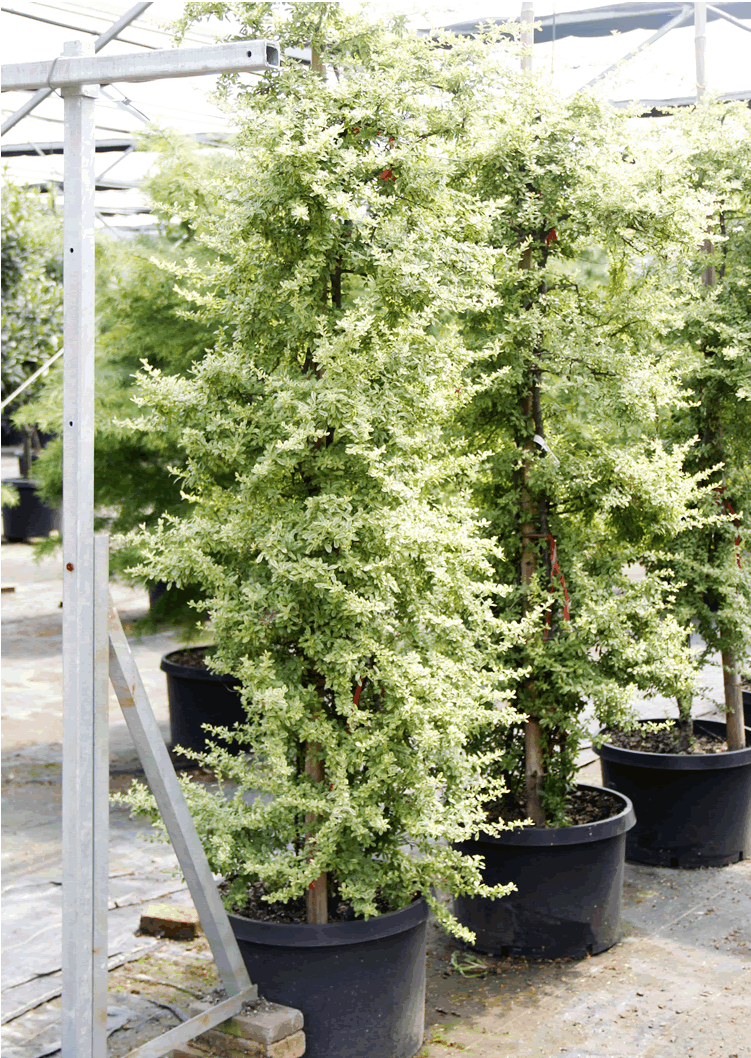 电竞比赛押注app