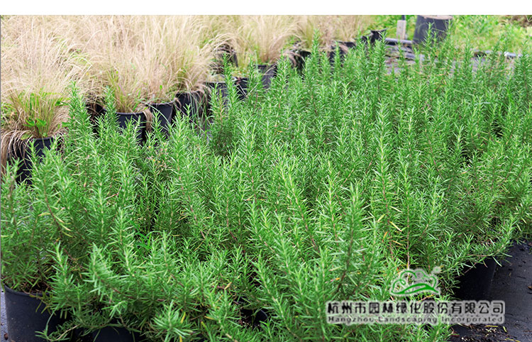 电竞比赛押注app