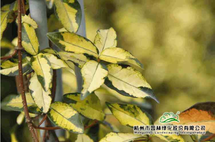 电竞比赛押注app