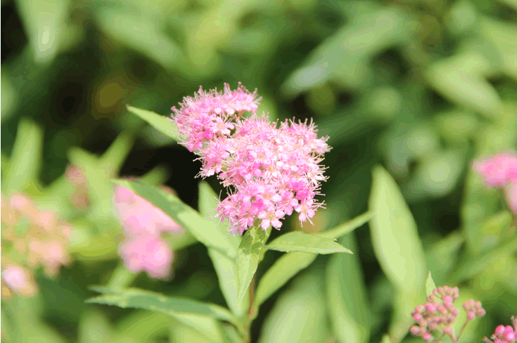 电竞比赛押注app