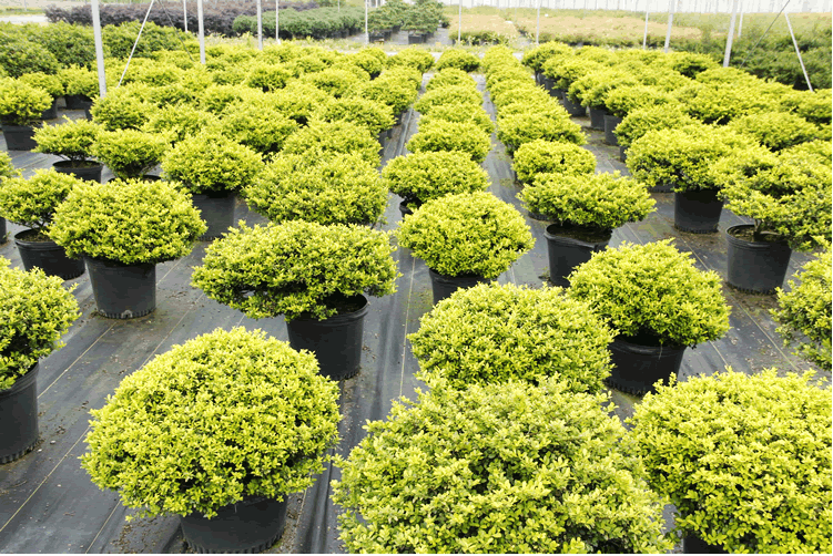 电竞比赛押注app