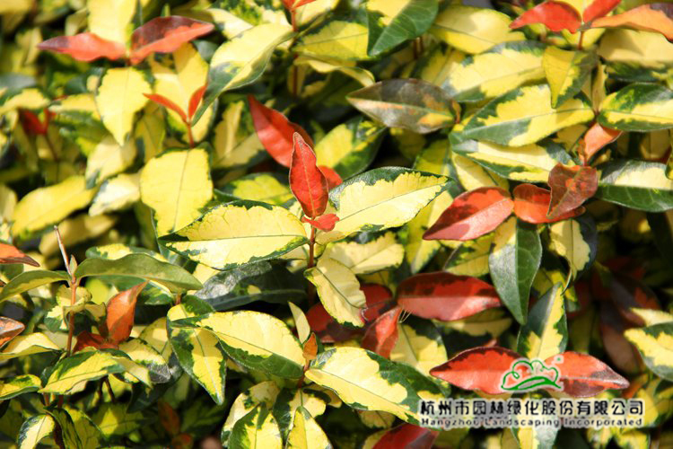 电竞比赛押注app