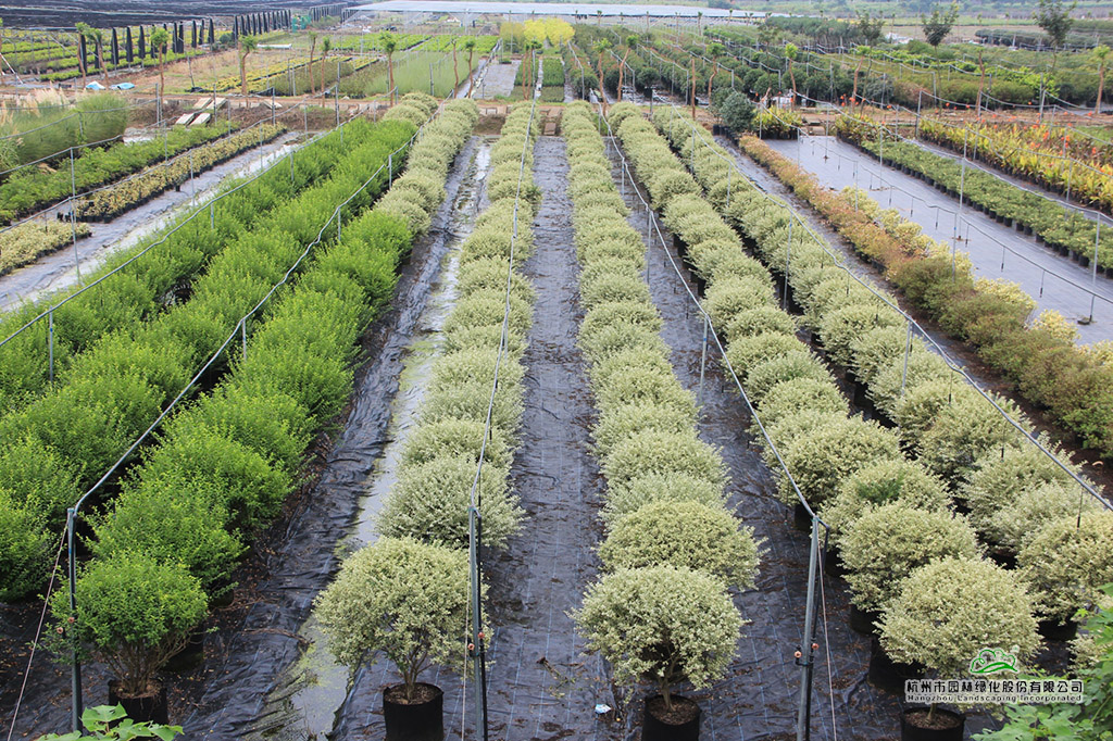 电竞比赛押注app