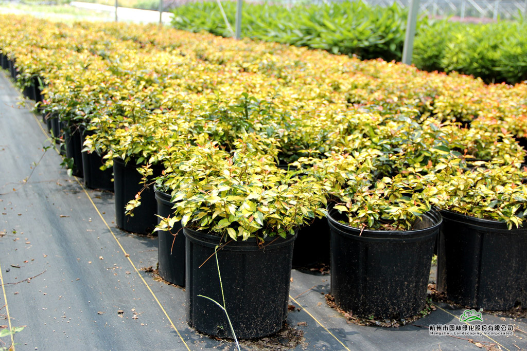 电竞比赛押注app